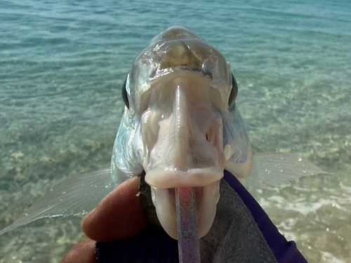 ツッパリサギの釣果