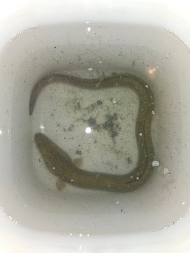 ウナギの釣果