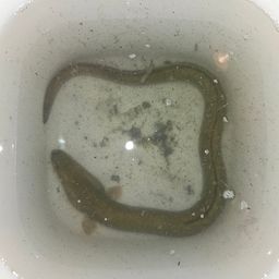 ウナギ