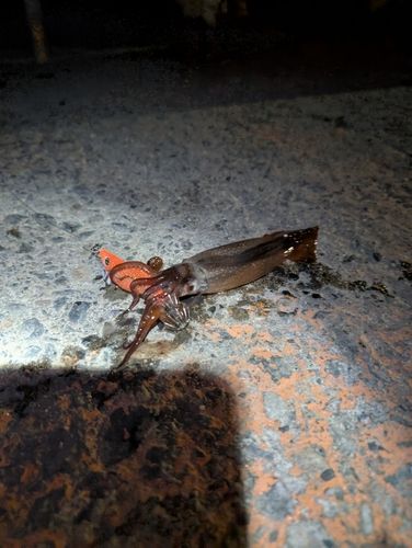 スルメイカの釣果