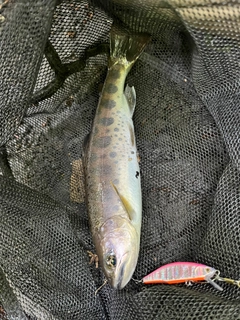 ヤマメの釣果