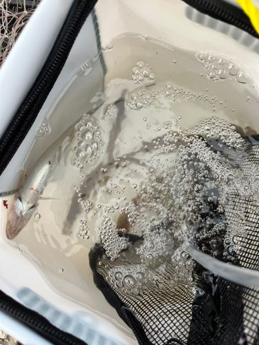 シロギスの釣果