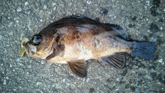 メバルの釣果
