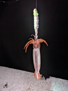 イカの釣果