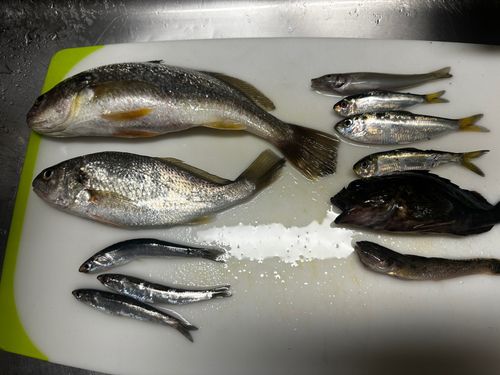 イシモチの釣果