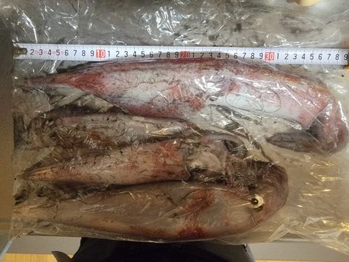 シロイカの釣果