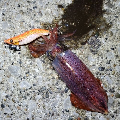 ケンサキイカの釣果