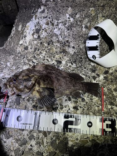 ムラソイの釣果