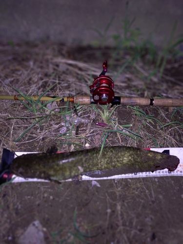ナマズの釣果