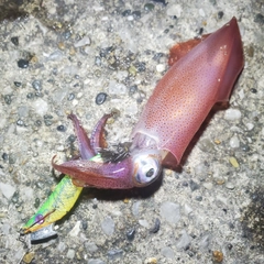 ケンサキイカの釣果