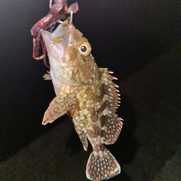 カサゴ
