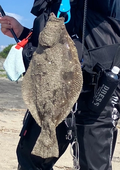 ヒラメの釣果