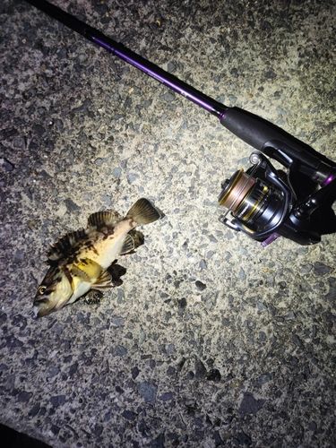 クロソイの釣果