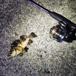 クロソイ