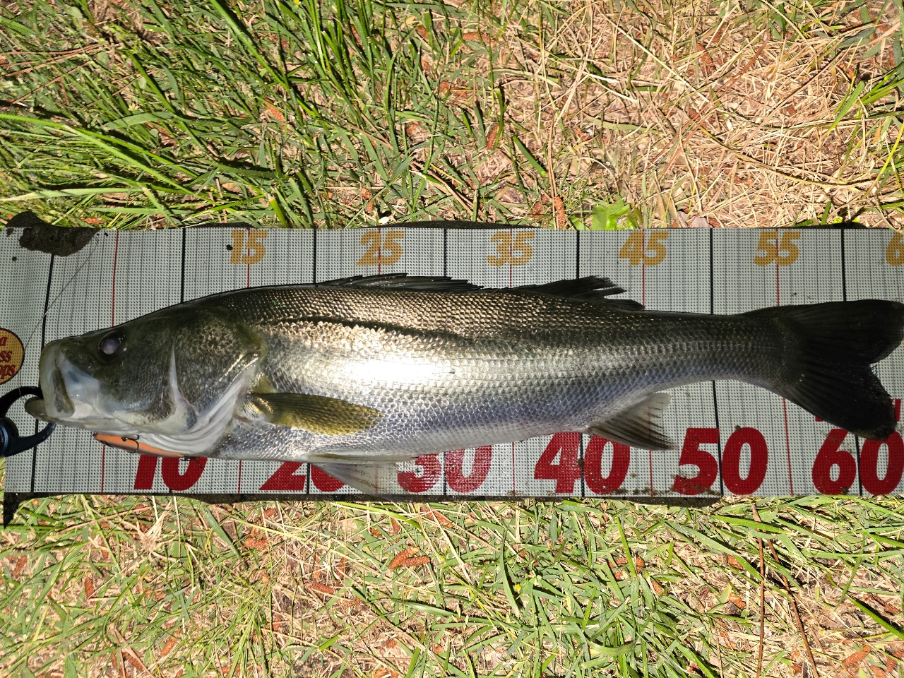 DAIWA 21モアザン ブランジーノ EX AGS 97ML/Mの最安値