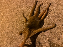タコの釣果
