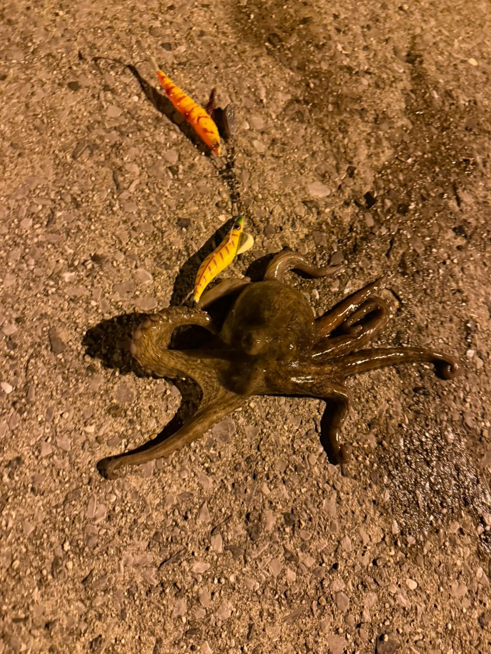 タコ
