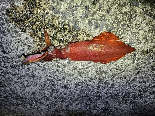 ケンサキイカの釣果