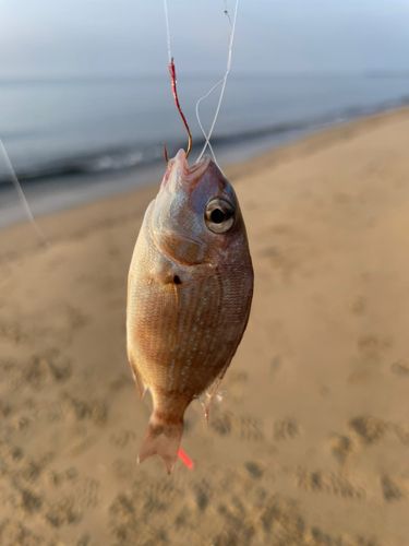 シロギスの釣果