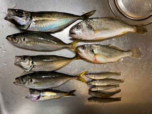 アジの釣果