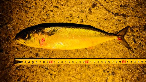 サバの釣果