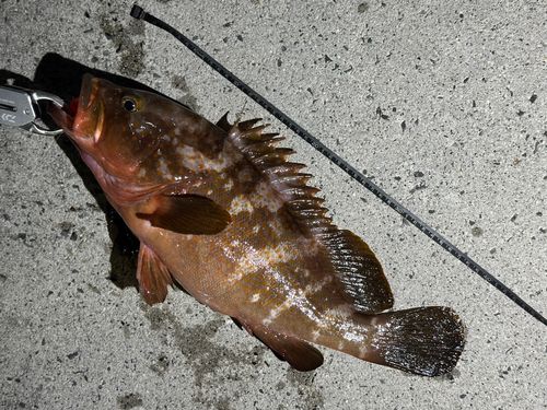 アコウの釣果