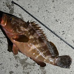 アコウ