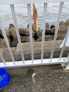 シロギスの釣果