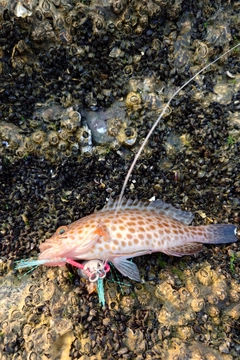 オオモンハタの釣果