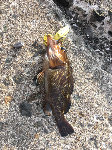 エゾメバルの釣果