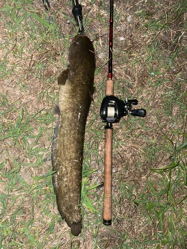 ナマズの釣果