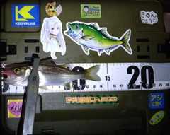 シーバスの釣果