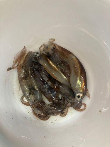 スルメイカの釣果