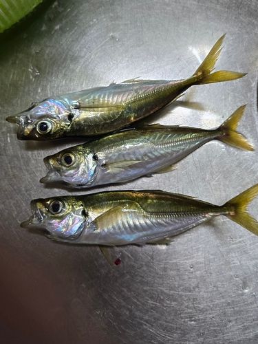 マアジの釣果