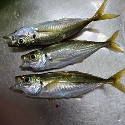 マアジ