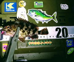 カサゴの釣果