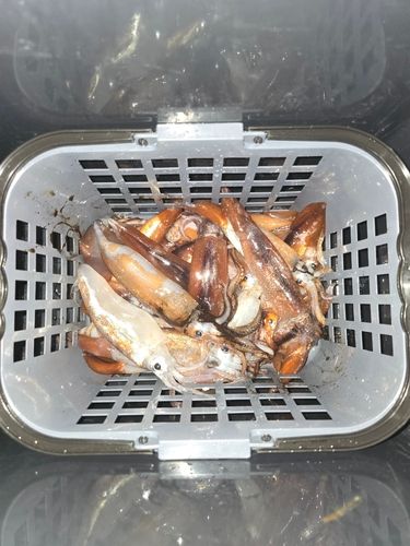 イカの釣果