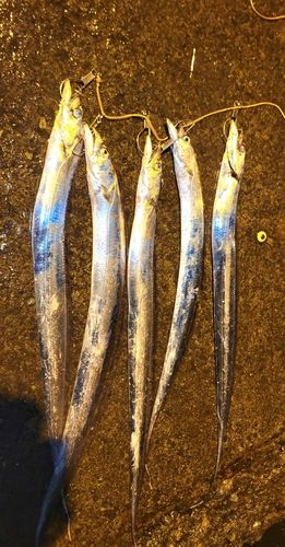 タチウオの釣果