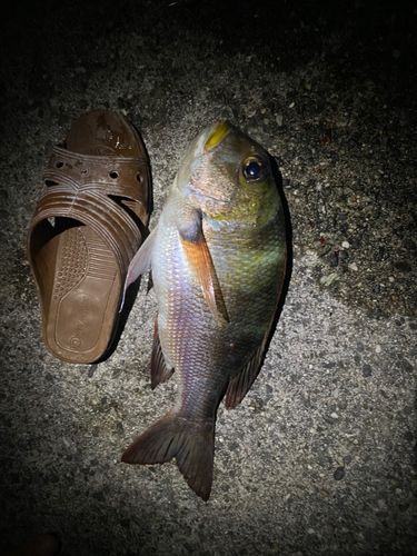 ヨコシマクロダイの釣果