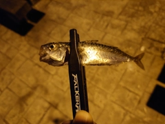 サバの釣果