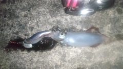 ケンサキイカの釣果