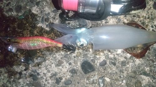 ケンサキイカの釣果