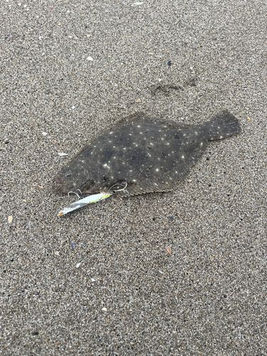 ソゲの釣果