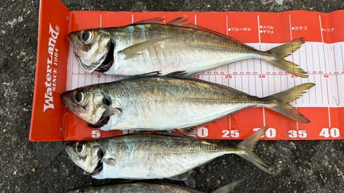 アジの釣果