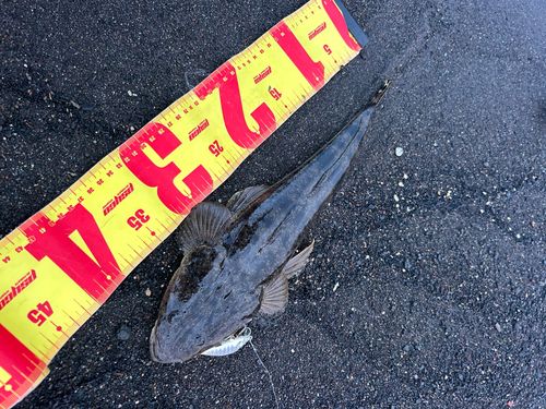 マゴチの釣果