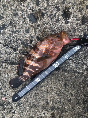 キジハタの釣果