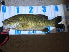 スモールマウスバスの釣果