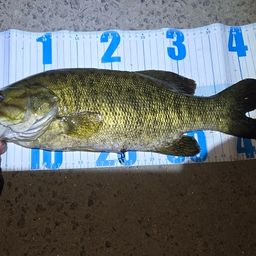 スモールマウスバス