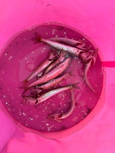 カマスの釣果