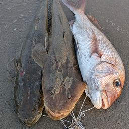 マダイ
